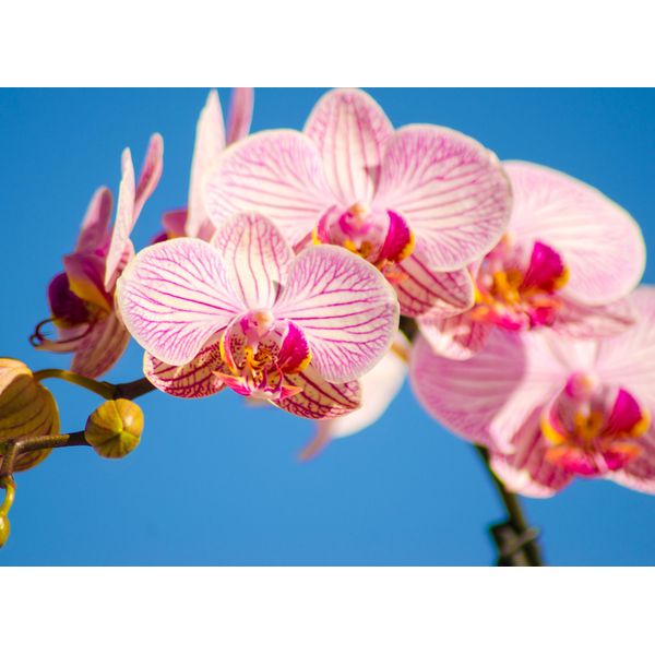 Fototapete Papermoon "Pink Phalaenopsis Orchid", Bunt, B:3,5M L:2,6M, Vlies, Tapeten-image