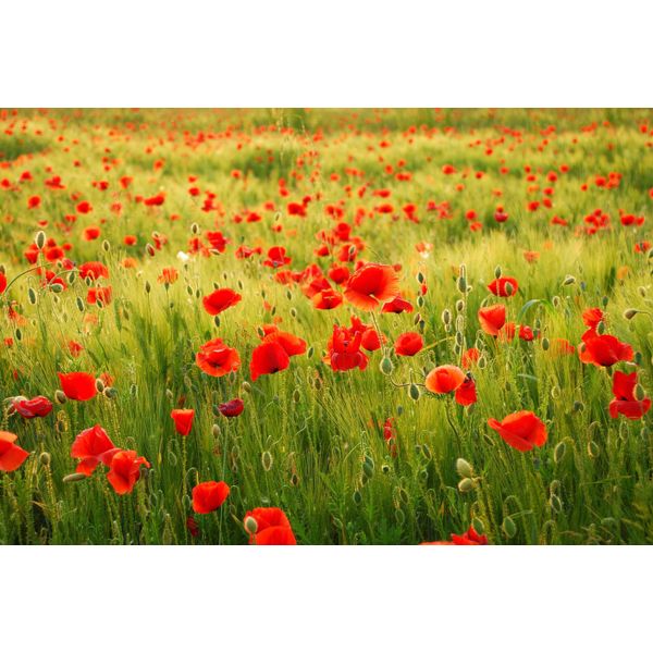 Fototapete Papermoon "Field Of Poppies", Bunt, B:3,5M L:2,6M, Vlies, Tapeten-image