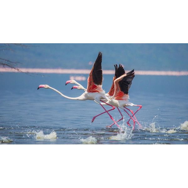 Fototapete Papermoon "Flamingos Heben Ab", Bunt, B:4M L:2,6M, Vlies, Tapeten-image