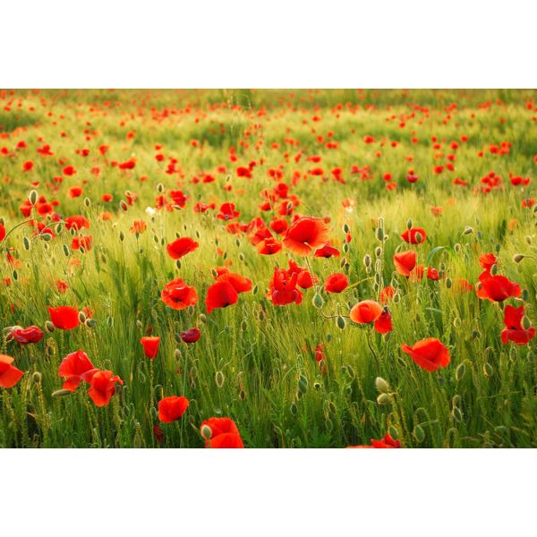 Fototapete Papermoon "Field Of Poppies", Bunt, B:4M L:2,6M, Vlies, Tapeten-image