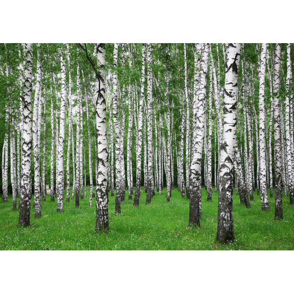 Fototapete Papermoon "Summer Birch Forest", Bunt, B:4M L:2,6M, Vlies, Tapeten-image