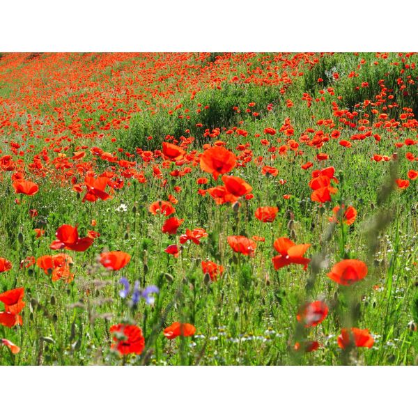 Fototapete Papermoon "Red Poppa Field", Bunt, B:4M L:2,6M, Vlies, Tapeten-image
