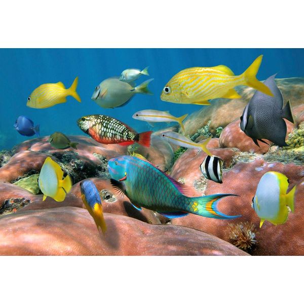 Fototapete Papermoon "Fische", Bunt, B:4M L:2,6M, Vlies, Tapeten-image
