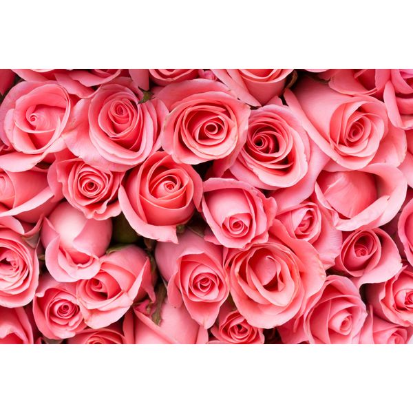 Fototapete Papermoon "Pink Rose Flowers", Bunt, B:4M L:2,6M, Vlies, Tapeten-image