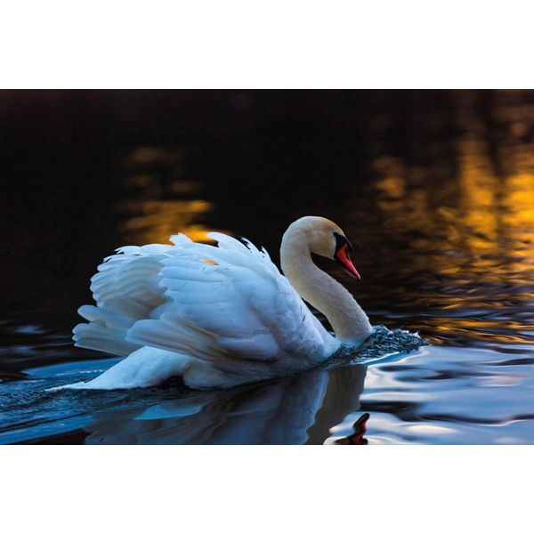 Fototapete Papermoon "Schwan Im Wasser", Bunt, B:4M L:2,6M, Vlies, Tapeten-image
