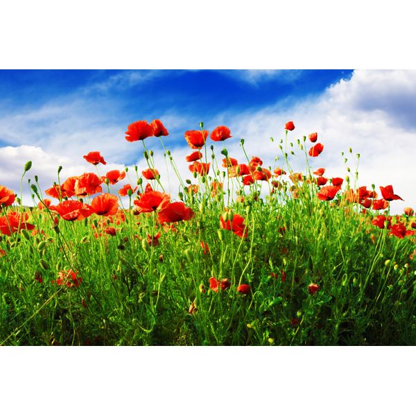 Fototapete Papermoon "Red Poppies", Bunt, B:5M L:2,8M, Vlies, Tapeten-image