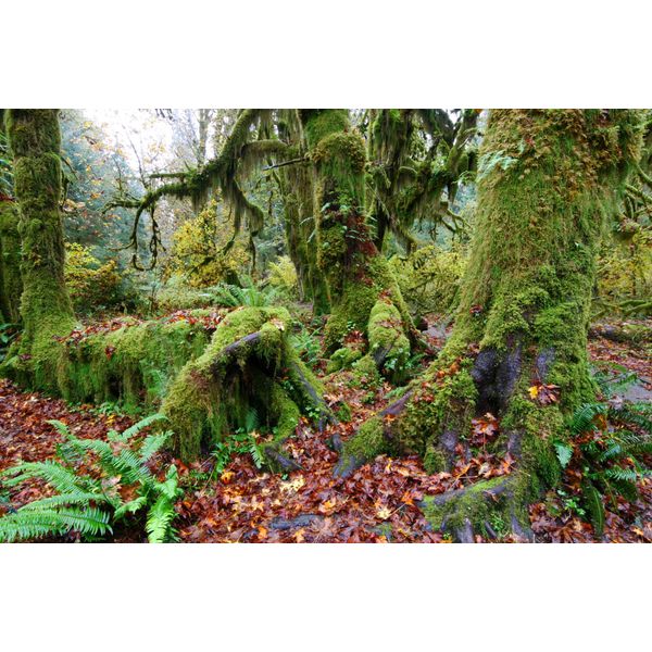 Fototapete Papermoon "Tropischer WALD-BAUM Dschungel Sonne Weg Pflanze Farne", Bunt, B:5M L:2,8M, Vlies, Tapeten-image