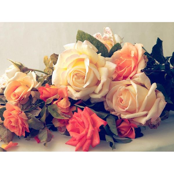 Fototapete Papermoon "Vintage Rosen", Bunt, B:3,5M L:2,6M, Vlies, Tapeten-image