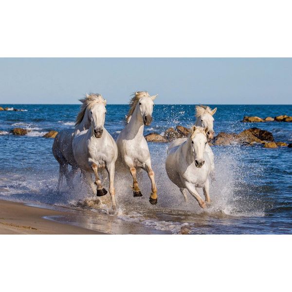 Fototapete Papermoon "Camargue-Pferde", Bunt, B:5M L:2,8M, Vlies, Tapeten-image