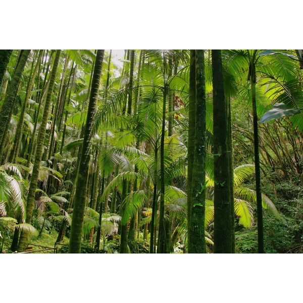 Fototapete Papermoon "Tropischer WALD-BAUM Dschungel Sonne Weg Pflanze Farne", Bunt, B:5M L:2,8M, Vlies, Tapeten-image