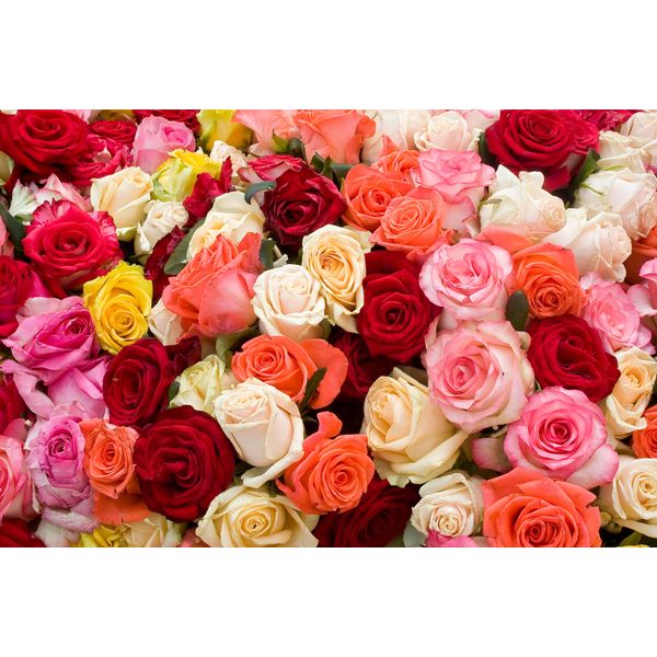 Fototapete Papermoon "Roses", Bunt, B:3,5M L:2,6M, Vlies, Tapeten-image