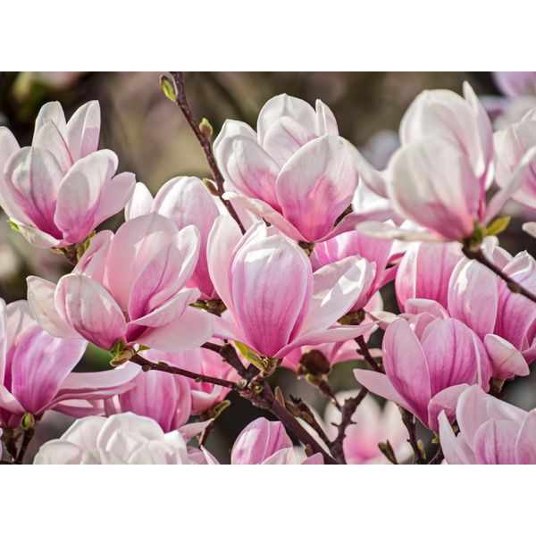 Fototapete Papermoon "Magnolia Flowers", Bunt, B:3,5M L:2,6M, Vlies, Tapeten-image