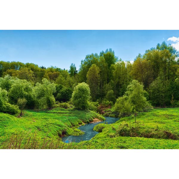 Fototapete Papermoon "Fluss Im WALD-BAUM Natur Dschungel Sonne Weg Wasserfall", Bunt, B:3,5M L:2,6M, Vlies, Tapeten-image