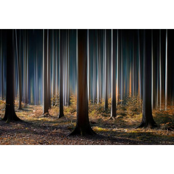 Fototapete Papermoon "Photo-Art Carsten Meyerdierks, Mystischer Wald", Bunt, B:3,5M L:2,6M, Vlies, Tapeten-image