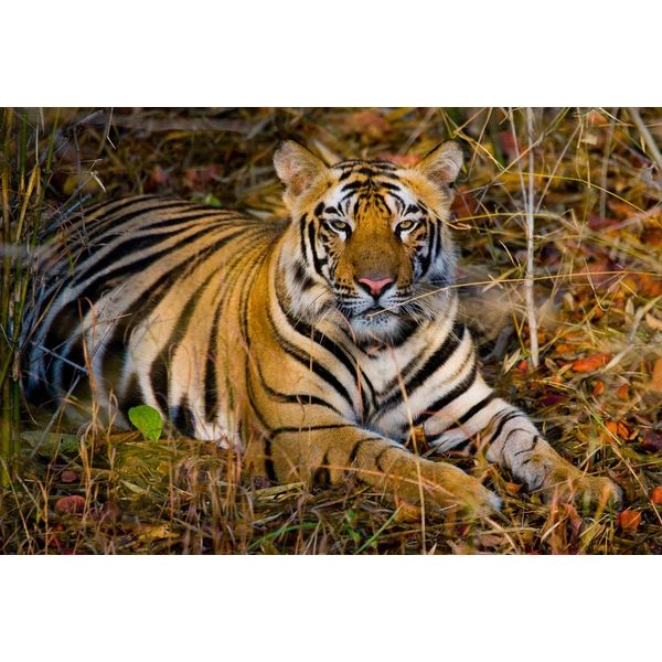 Fototapete Papermoon "Tiger", Bunt, B:5M L:2,8M, Vlies, Tapeten-image