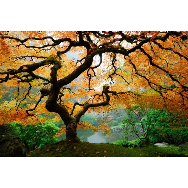Fototapete Papermoon "Autumn Maple Tree", Bunt, B:3,5M L:2,6M, Vlies, Tapeten-image