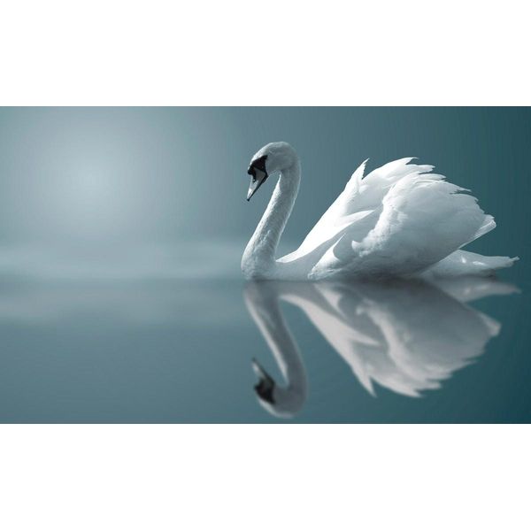Fototapete Papermoon "Schwan Im Wasser", Bunt, B:4M L:2,6M, Vlies, Tapeten-image