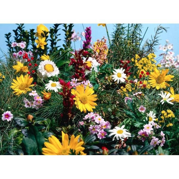 Fototapete papermoon "Blumenwiese", Bunt, B:4,5M L:2,8M, Vlies, Tapeten-image
