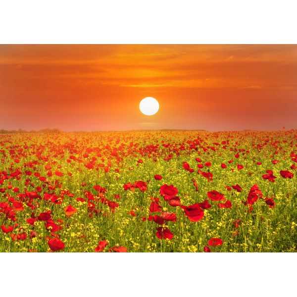 Fototapete Papermoon "Red Poppies Field", Bunt, B:4M L:2,6M, Vlies, Tapeten-image