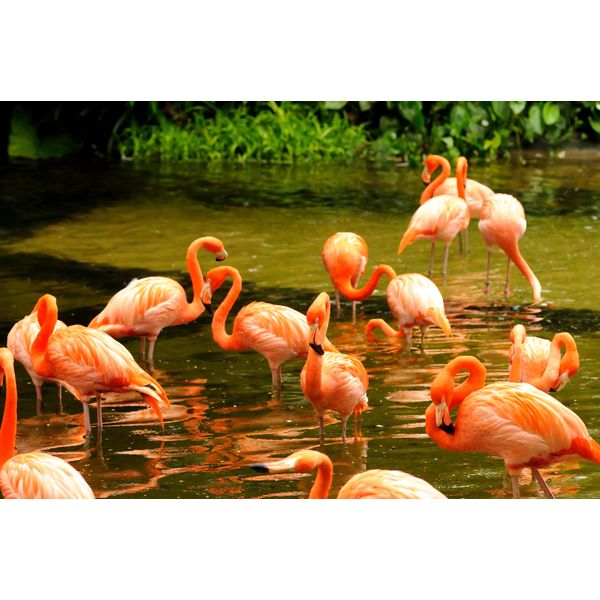 Fototapete Papermoon "Pink Flamingos", Bunt, B:3,5M L:2,6M, Vlies, Tapeten-image