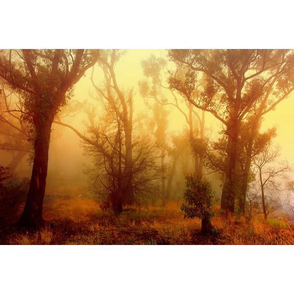 Fototapete papermoon "Wald", Bunt, B:4,5M L:2,8M, Vlies, Tapeten-image