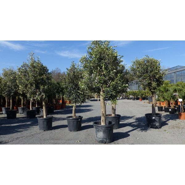 Olivenbaum Olive "20 Jahre" Beste QualitäT, Stammumfang 20 - 30 Cm, Winterhart, Olea Europaea-image