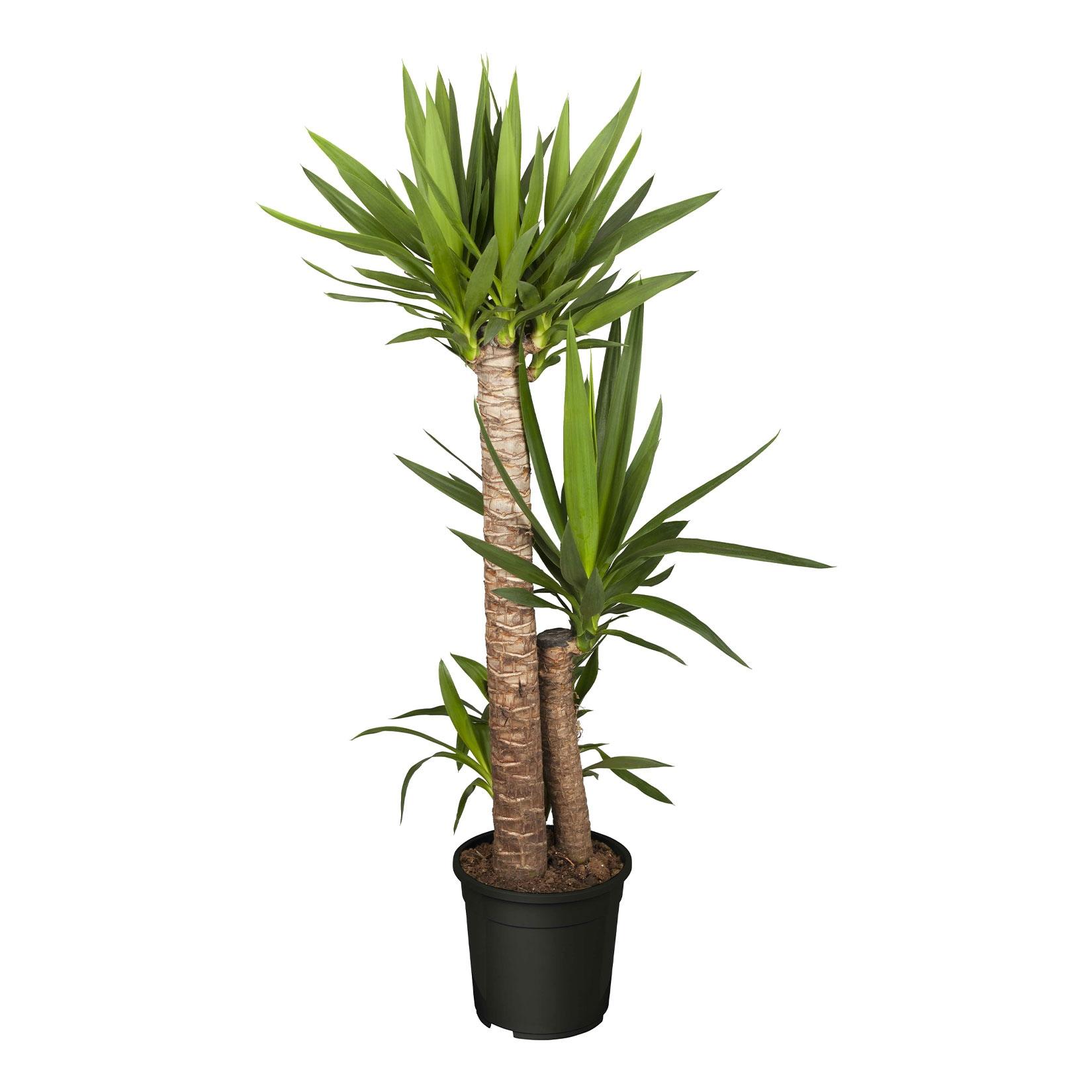 SONSTIGE Riesen-Palmlilie - Yucca elephantipes, Höhe 80-90 cm, Ø17cm, 1 Pflanze