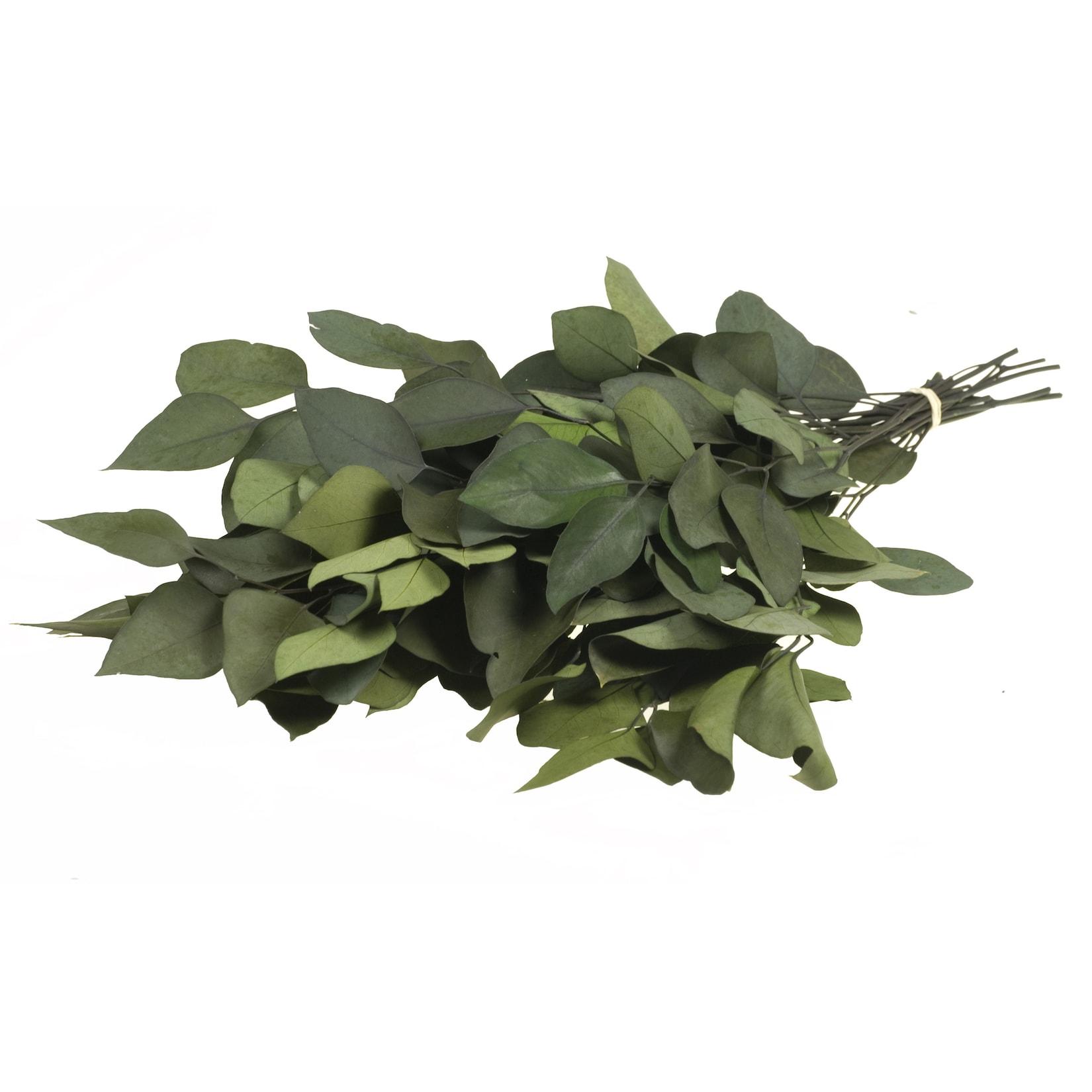 Plant in a Box - Eucalyptus Stuartiana - Getrockneter Eukalyptus - Höhe 40-50 cm