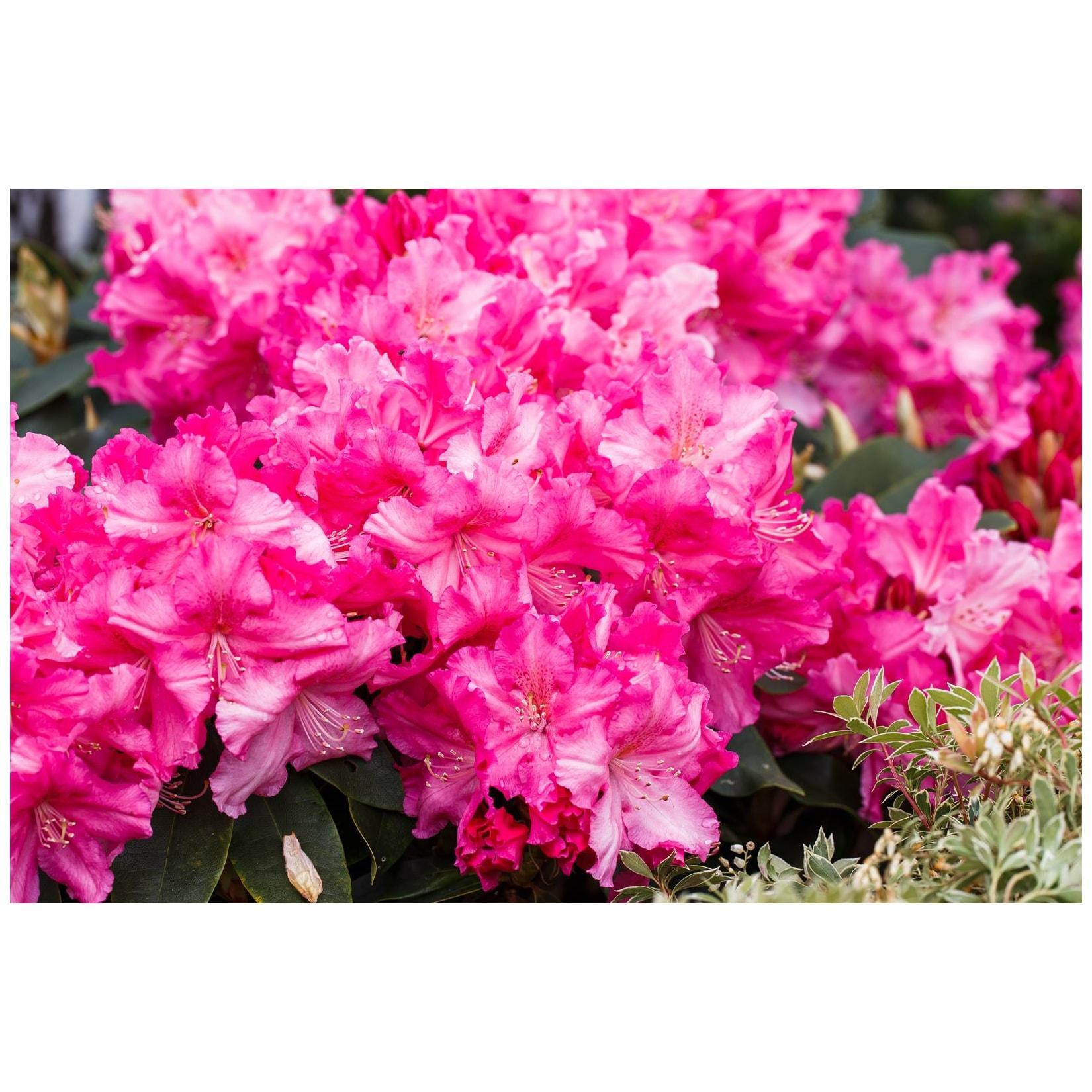 Rhododendron Hybr. 'Caruso', Rhododendron, rot, 30–40 cm