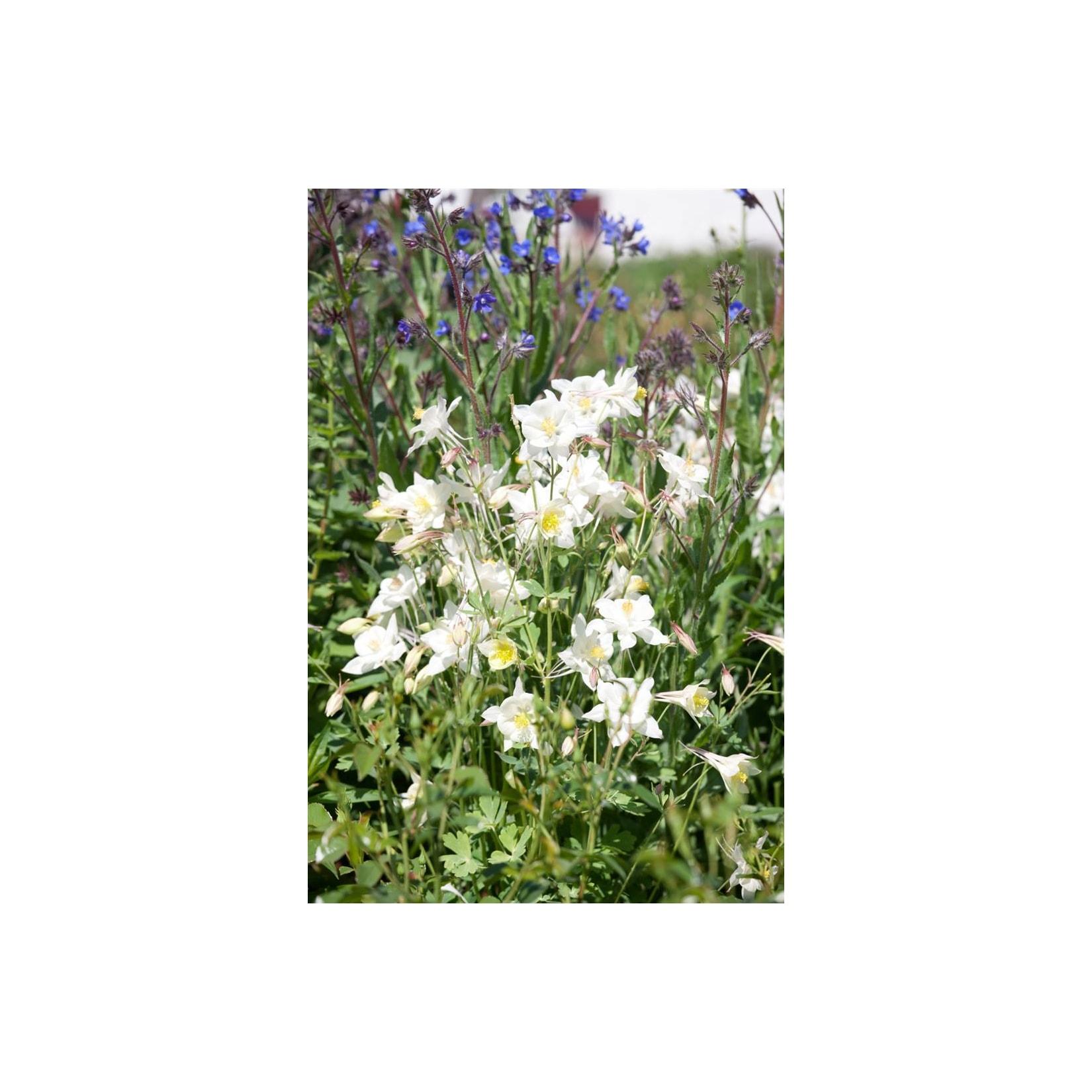 Aquilegia vulgaris 'Winky Weiß-Weiß', Akelei, weiß, ca. 9x9 cm Topf