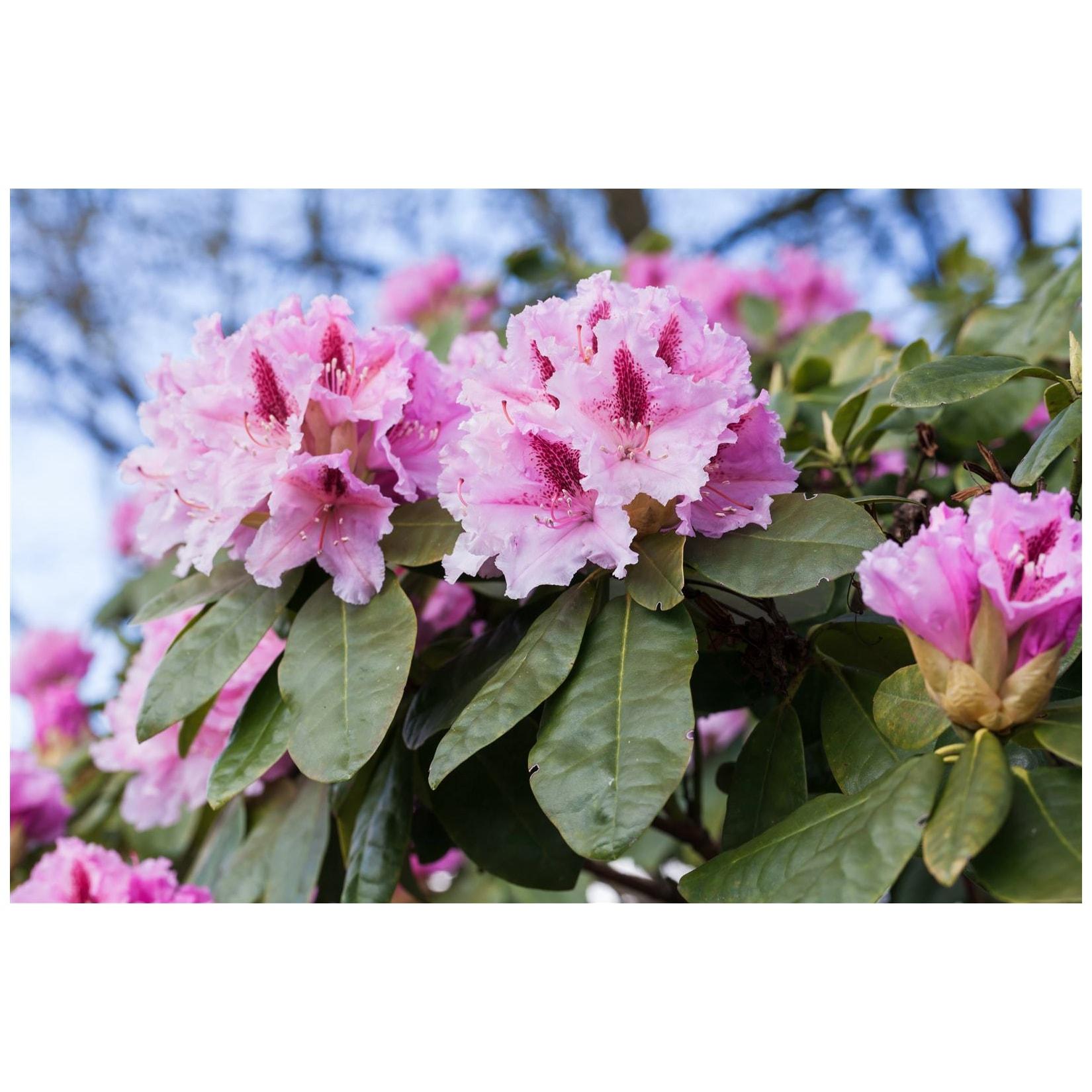 Rhododendron Hybr. 'Holstein', Rhododendron, rot, 30–40 cm