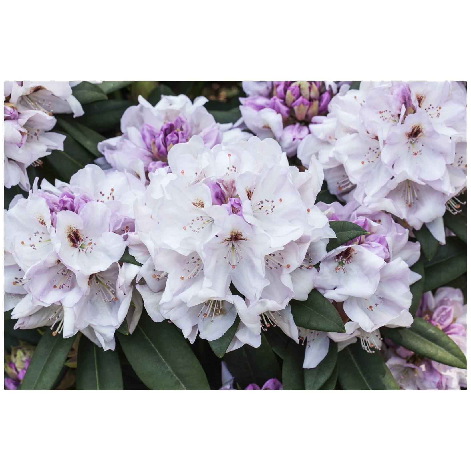 Rhododendron Hybr. 'Bismarck', Rhododendron, rosa, 30–40 cm