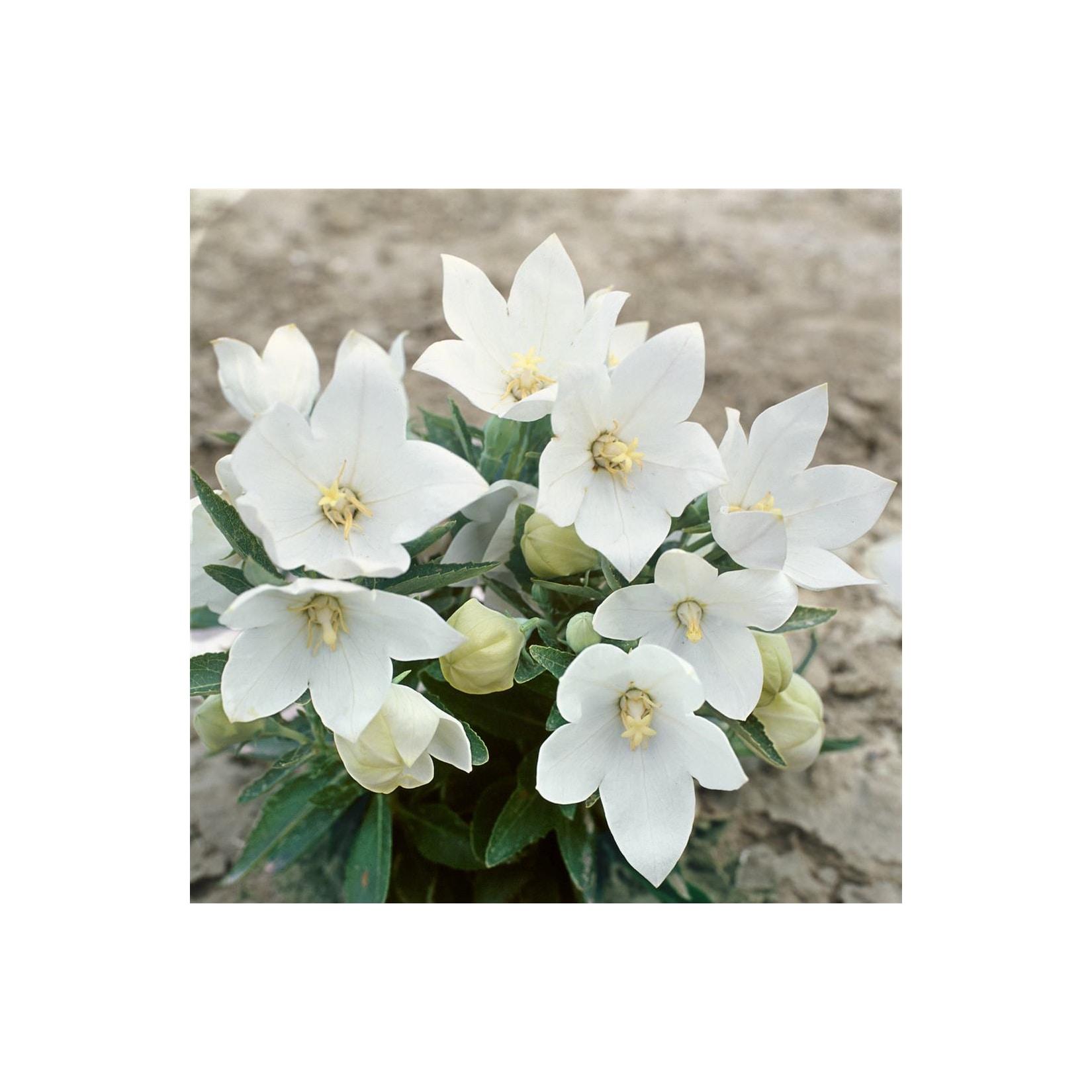 Platycodon grandiflorus 'Fuji White', Ballonblume, weiß, ca. 9x9 cm Topf