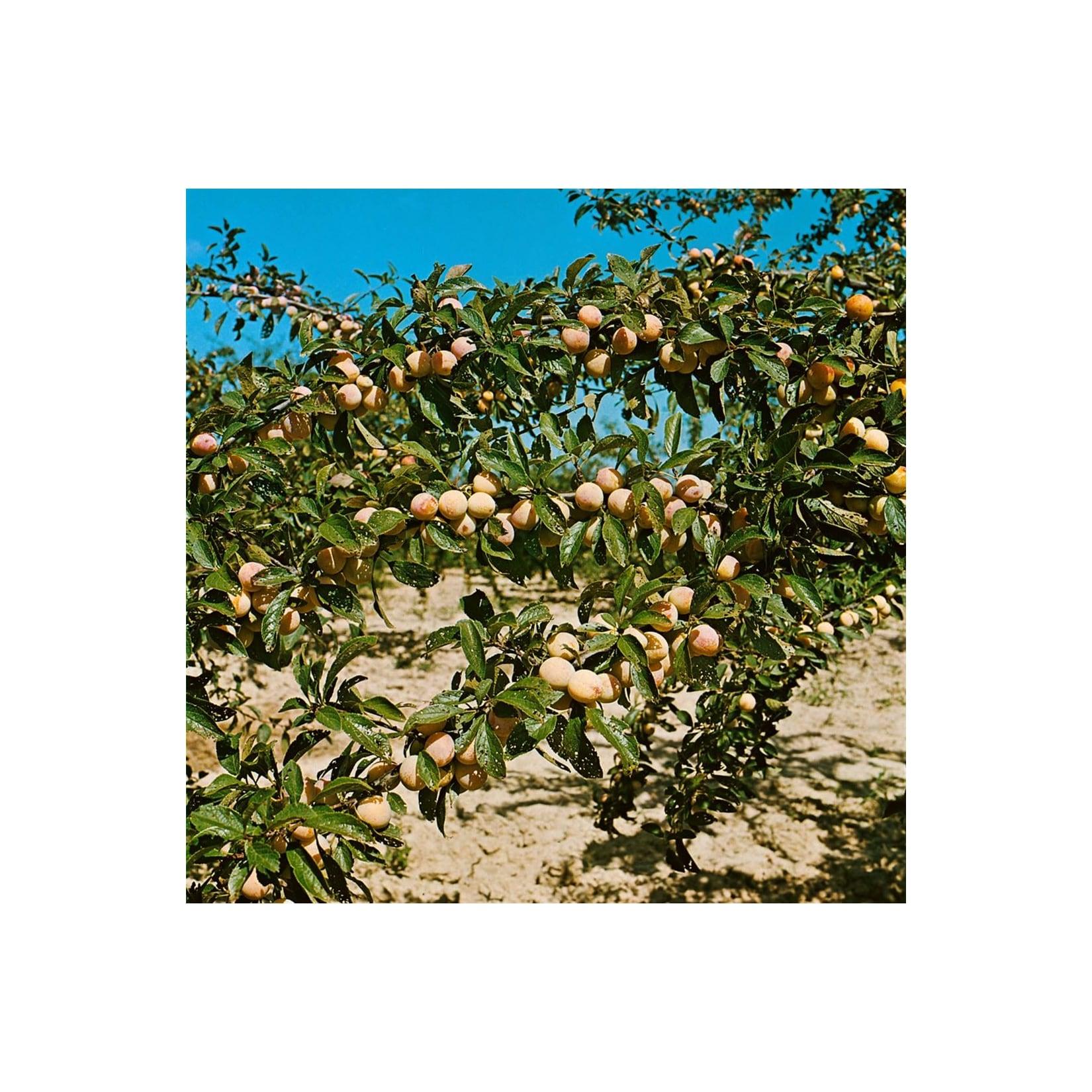 Prunus armeniaca 'Nancy Aprikose', Aprikose, 150–200 cm