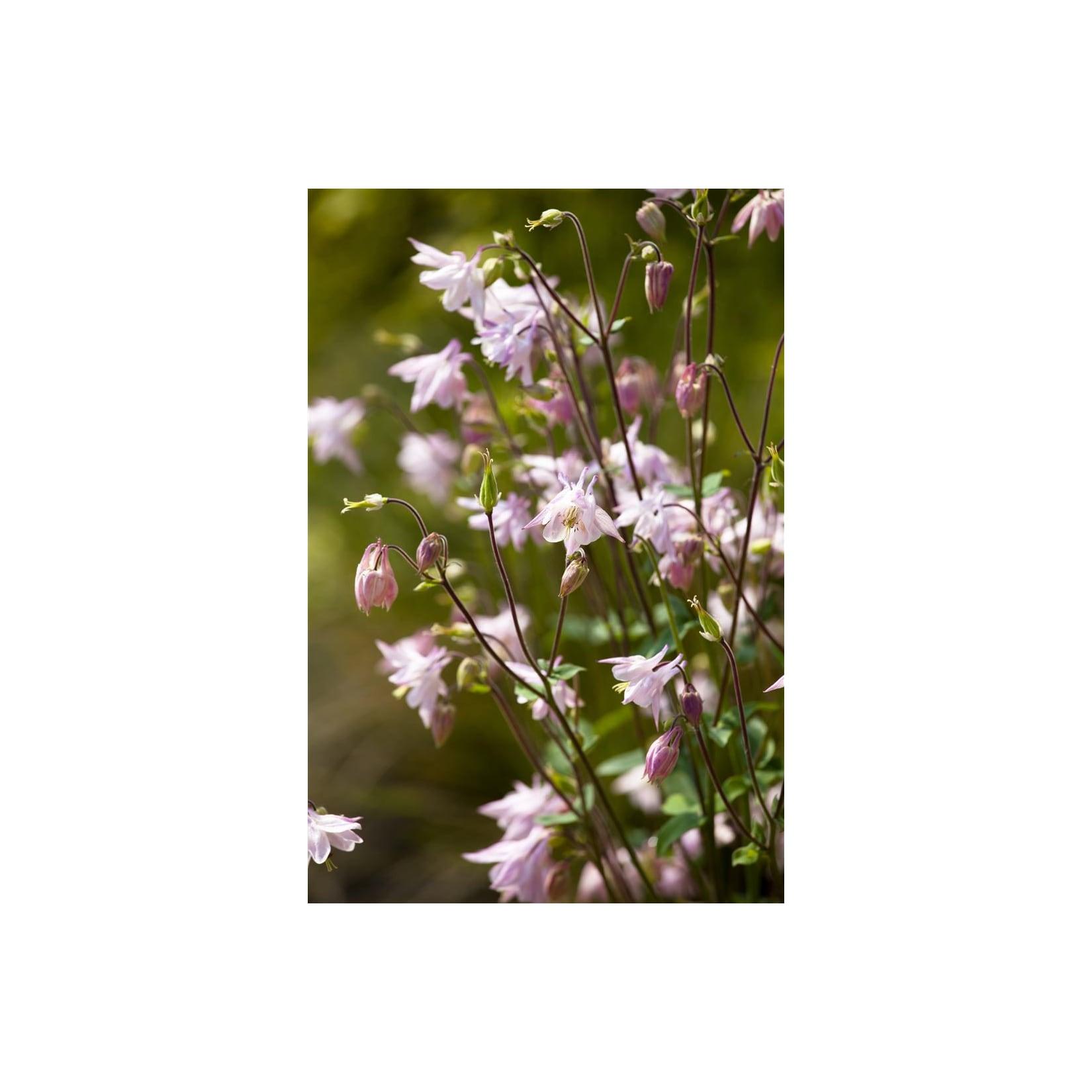 Aquilegia vulgaris, Akelei, blau-violett, ca. 9x9 cm Topf