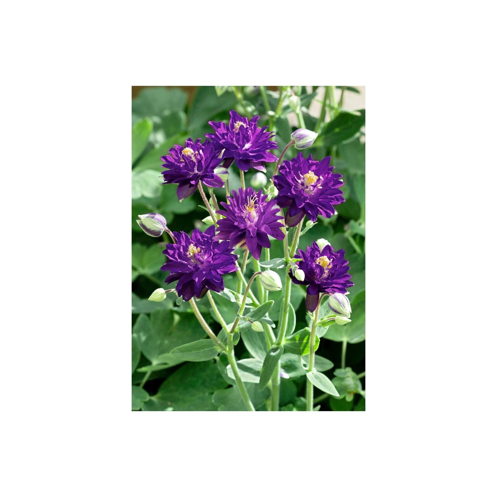 Aquilegia vulgaris 'Blue Barlow', Akelei, blau, ca. 9x9 cm Topf