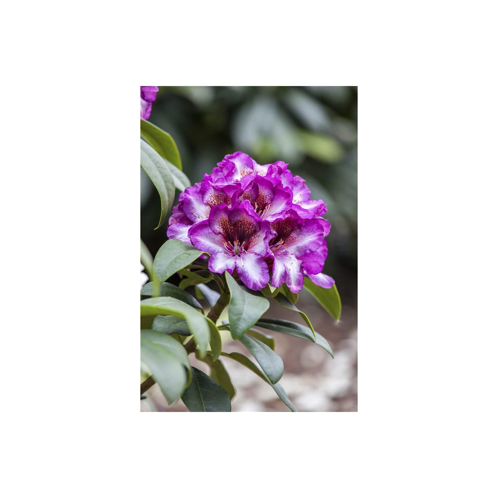 Rhododendron Hybr. 'Hans Hachmann', Rhododendron, rot, 30–40 cm