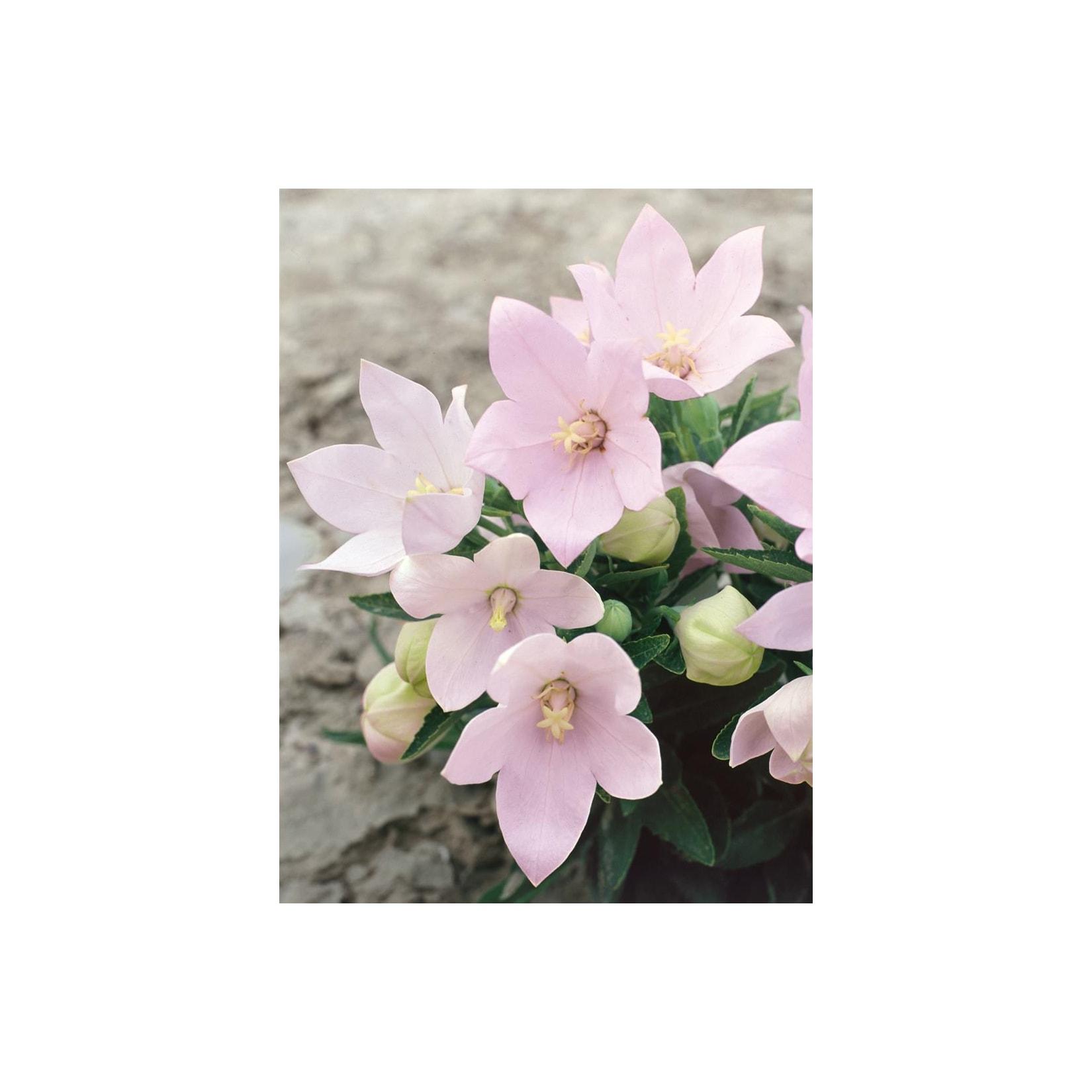 Platycodon grandiflorus 'Fuji Pink', Ballonblume, rosa, ca. 9x9 cm Topf