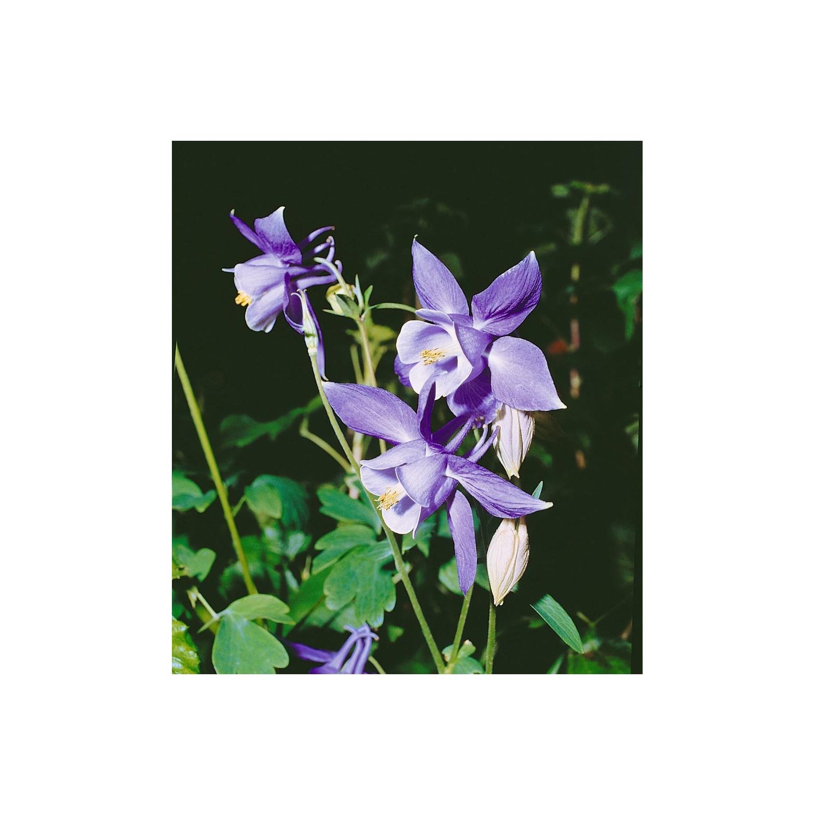 Aquilegia alpina, Alpen-Akelei, blau, ca. 9x9 cm Topf