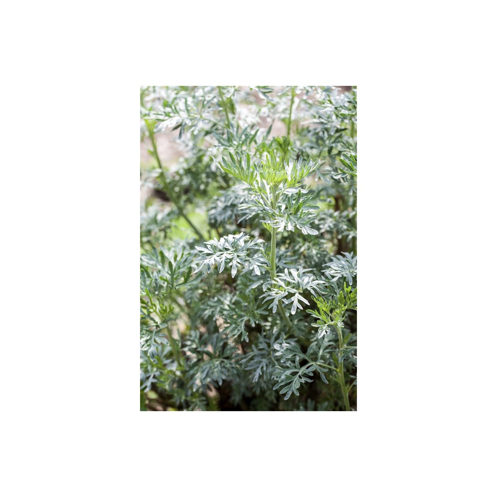 Artemisia vulgaris, Beifuß, ca. 9x9 cm Topf
