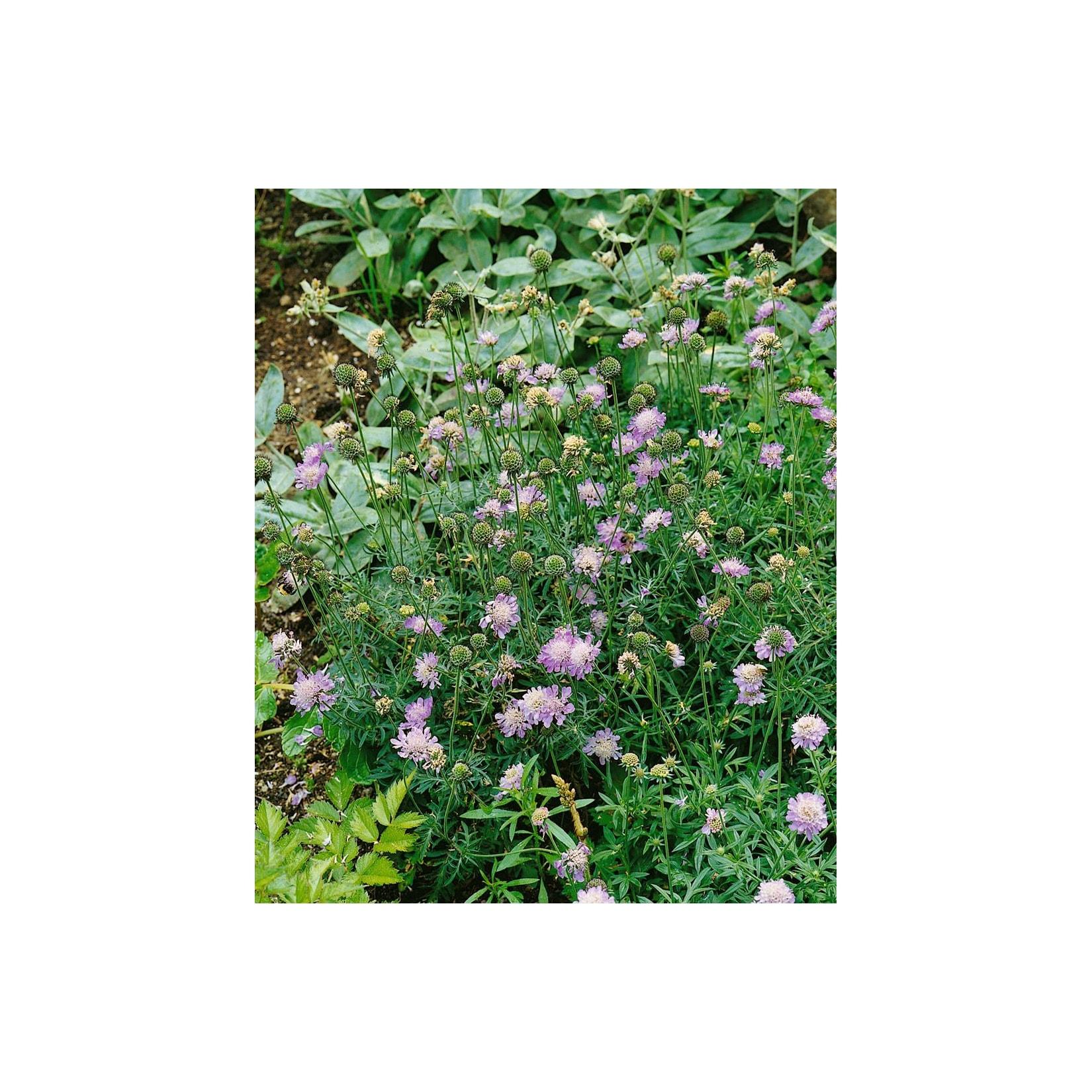 Scabiosa columbaria 'Nana', Taubenskabiose, blau, ca. 9x9 cm Topf