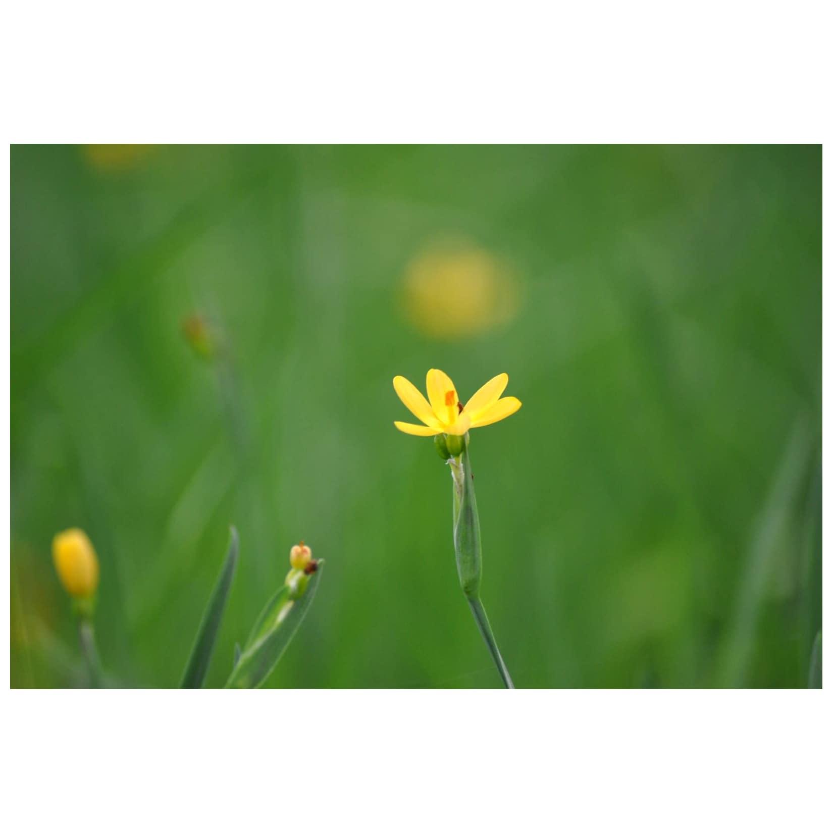 Sisyrinchium californicum, gelbblühend, ca. 9x9 cm Topf