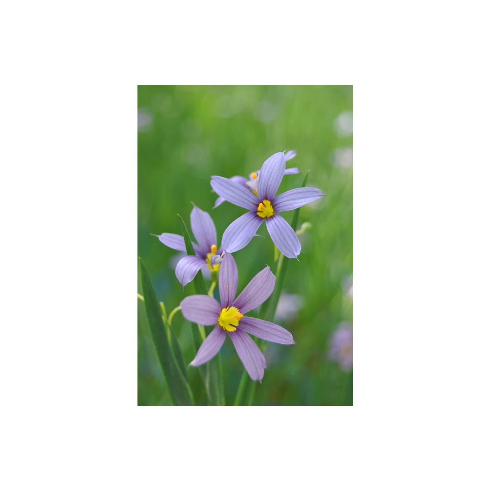 Sisyrinchium angustifolium, Blauäugiges Gras, ca. 9x9 cm Topf