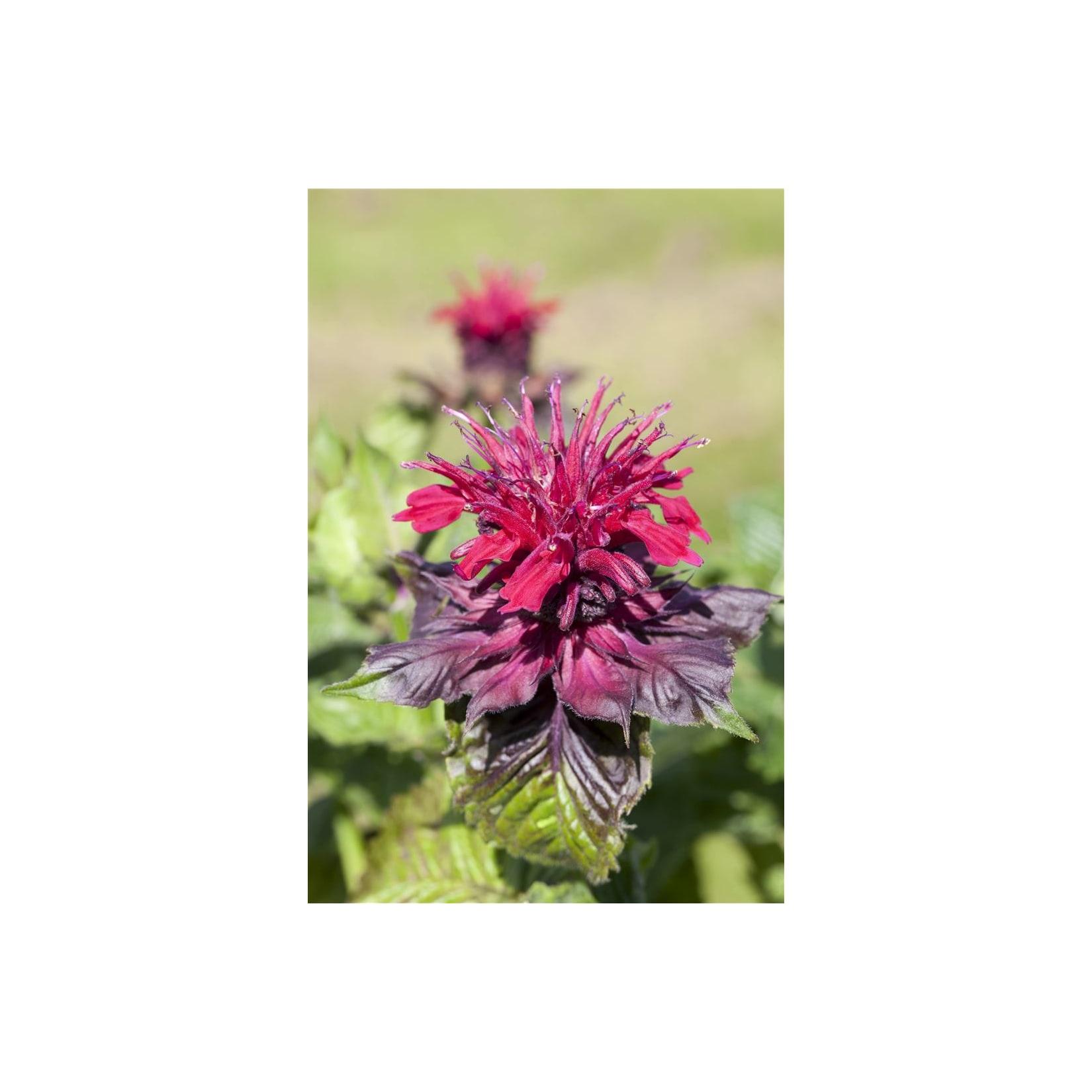Monarda didyma, Indianernessel, rot, ca. 9x9 cm Topf