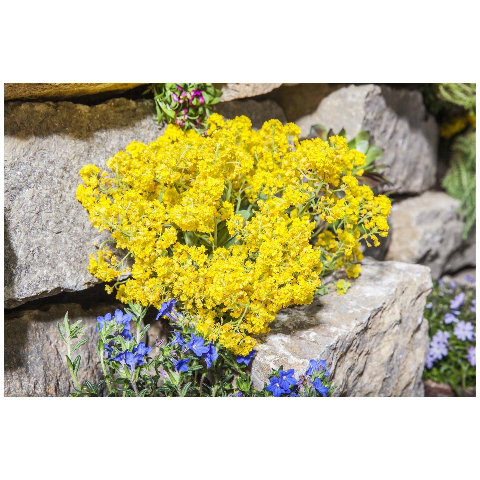 Alyssum saxatile, Steinkraut, gelb, ca. 9x9 cm Topf