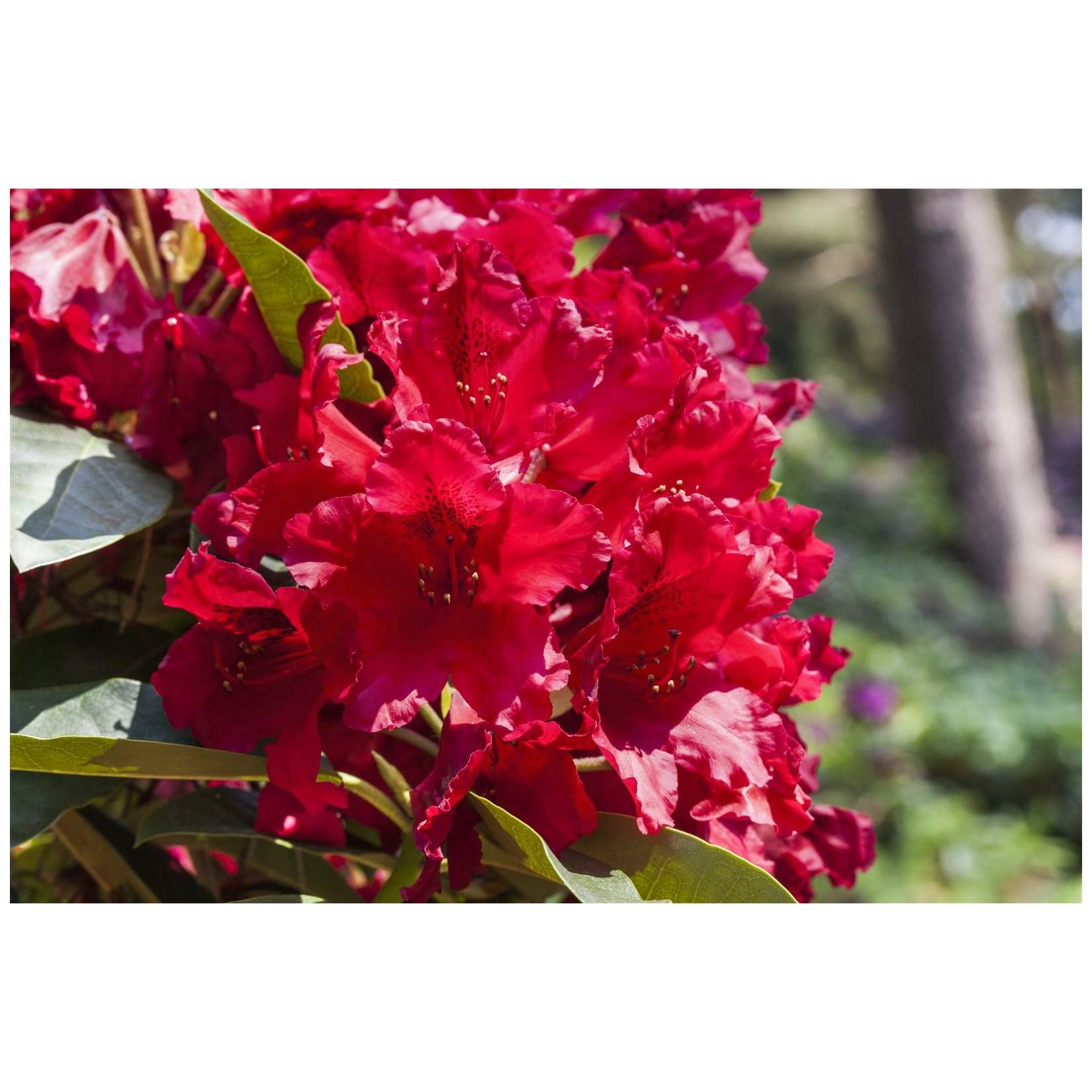 Rhododendron Hybr. 'Rabatz' -R-, INKARHO, rot, 30–40 cm