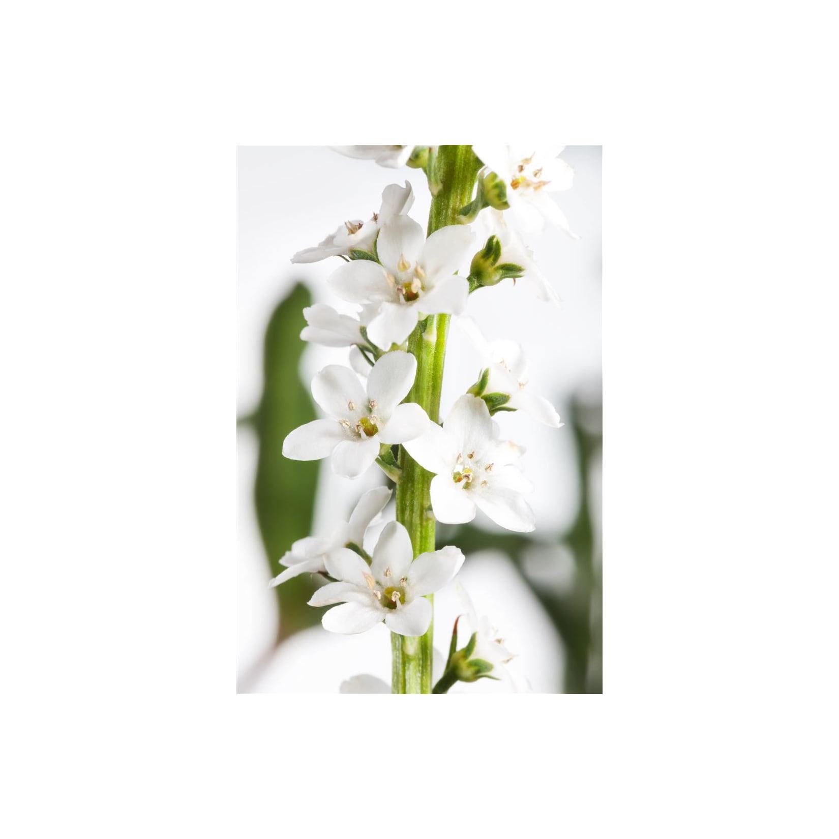 Lysimachia clethroides, Entenschnabel, weiß, ca. 9x9 cm Topf