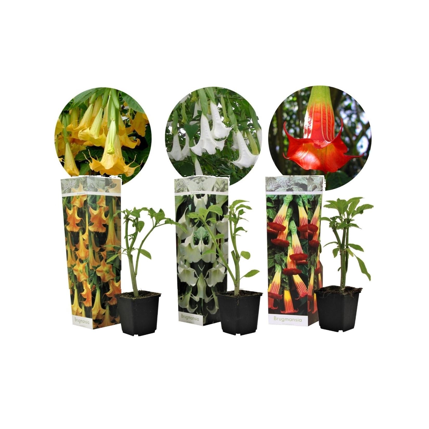 Plant in a Box - Engelstrompete - 3 Stk - Brugmansia - Höhe 25-40cm - Topf 9cm