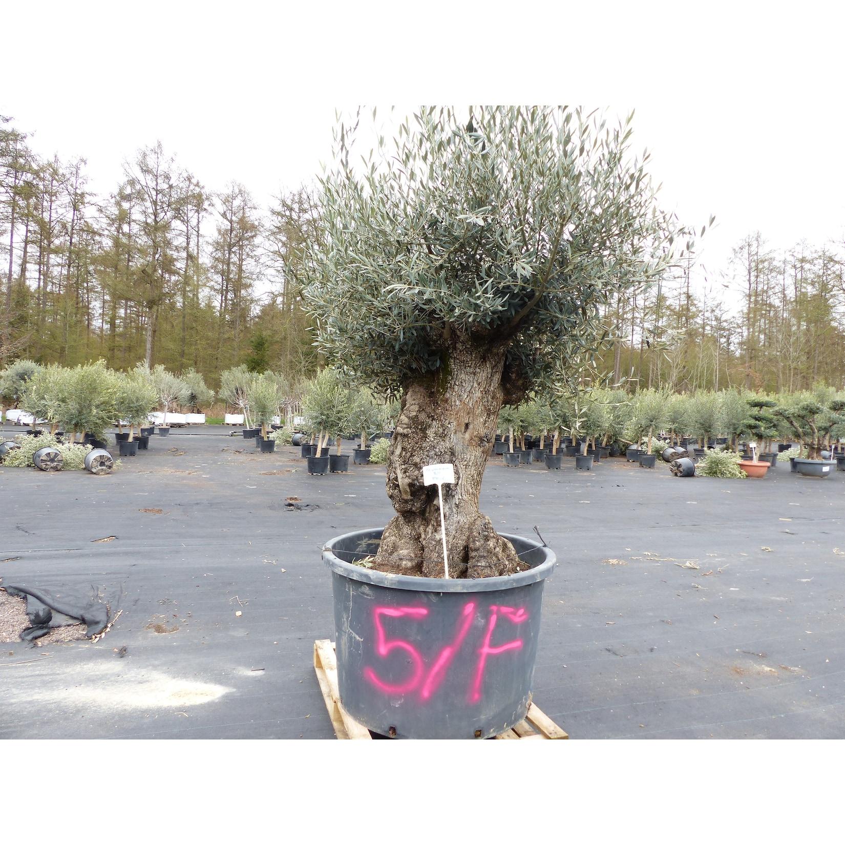 genau diesen Baum Nr. 5/F, 250 cm, Olivenbaum, knorrige alte urige Olive winterhart