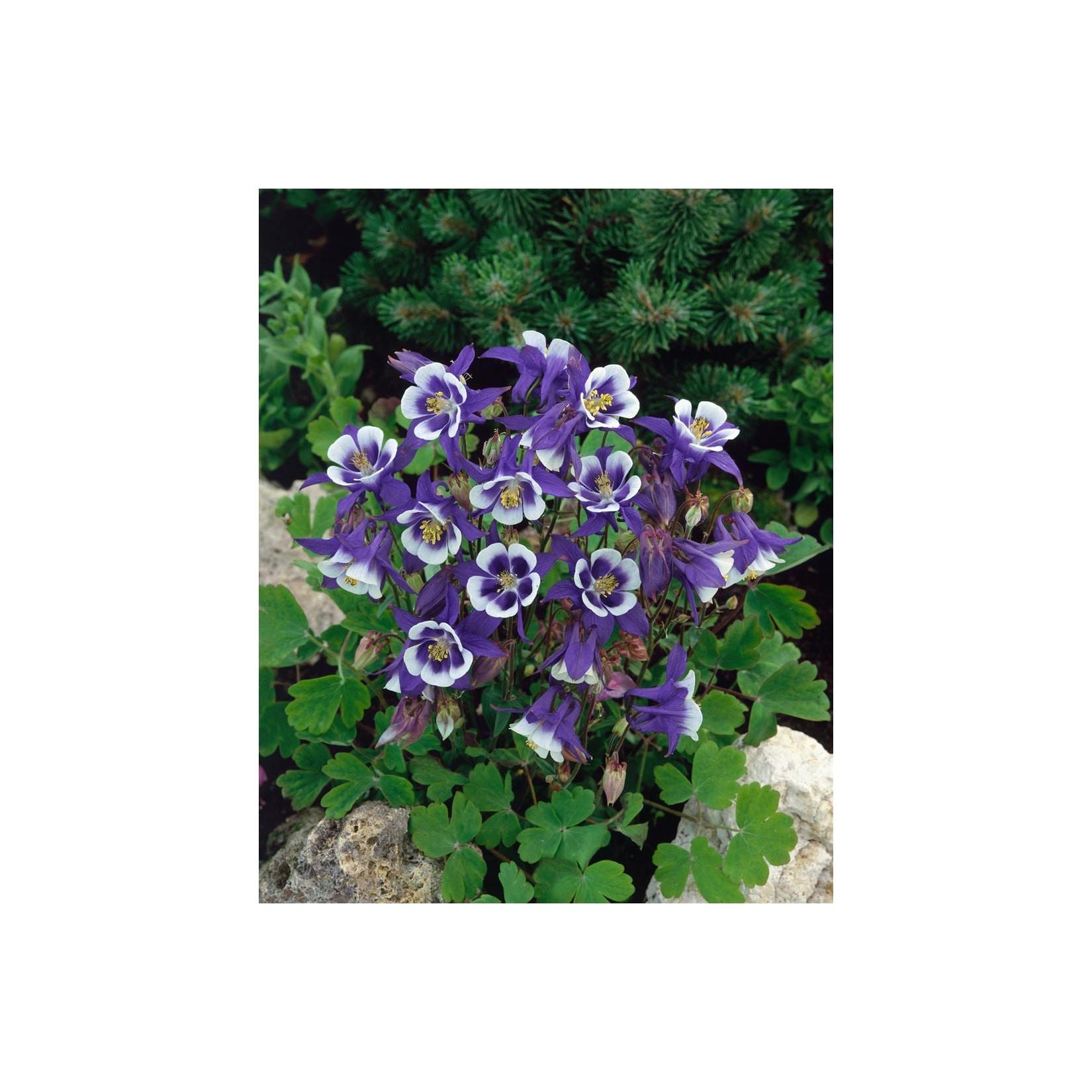 Aquilegia caerulea 'Blue Star', Akelei, blau-weiß, ca. 9x9 cm Topf